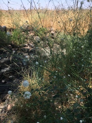 Cephalaria joppensis