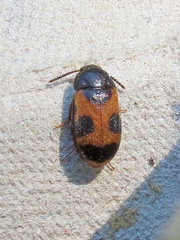 Mycetophagus punctatus