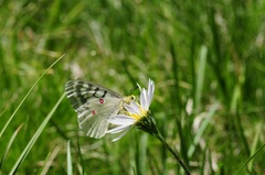 Parnassius clodius