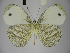 Leptosia marginea