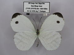 Leptosia marginea