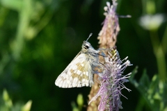 Muschampia tessellum