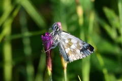 Muschampia tessellum