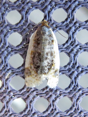 Clepsis melaleucanus