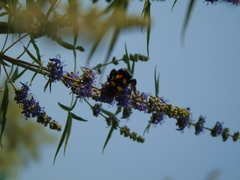 Megascolia maculata maculata