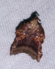 Clydonopteron sacculana