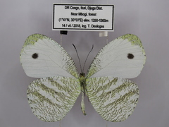 Leptosia marginea