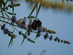 Megascolia maculata maculata