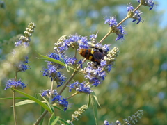 Megascolia maculata maculata