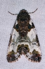 Cerma cerintha