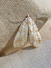 Elophila icciusalis