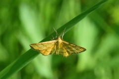 Idaea aureolaria