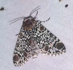 Harrisimemna trisignata