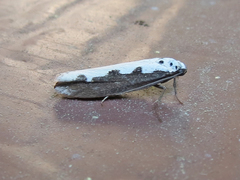 Ethmia bipunctella