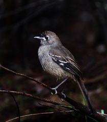 Drymodes brunneopygia