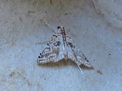 Elophila gyralis