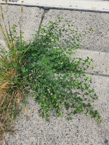 Image of Kummerowia stipulacea by (c) Alex Zorach, some rights reserved (CC BY)