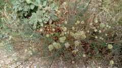 Sanguisorba minor balearica