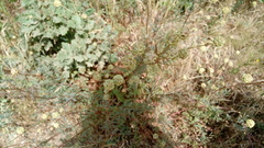 Sanguisorba minor balearica