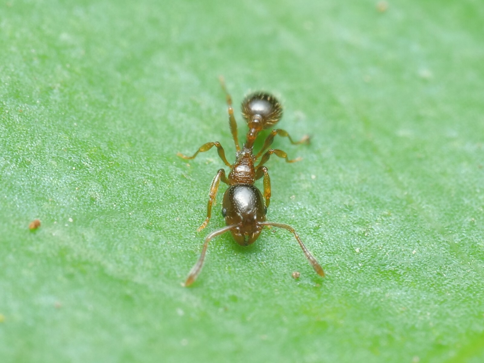Monomorium denticulatum