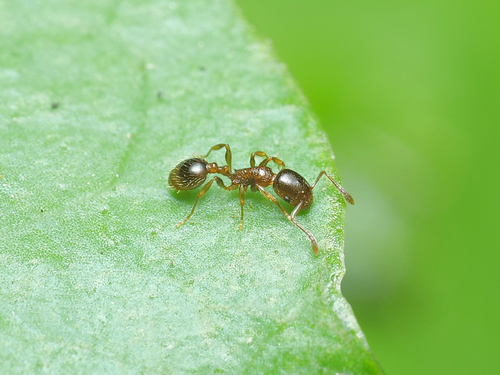 Monomorium denticulatumMonomorium denticulatum