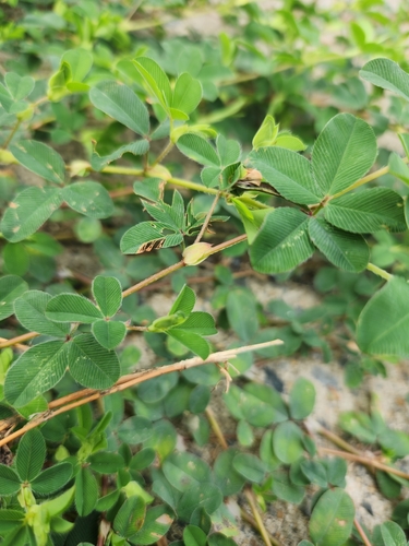 Image of Kummerowia stipulacea by (c) Alex Zorach, some rights reserved (CC BY)