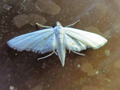 Parapoynx allionealis