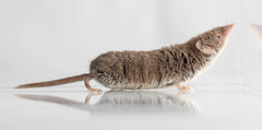 Lesser White-Toothed Shrew photo 3