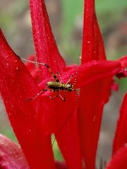 Phaneroptera nana