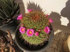 Mammillaria hamata