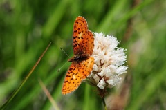 Boloria epithore