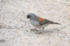 Junco hyemalis caniceps