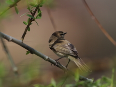 Phylloscopus sindianus
