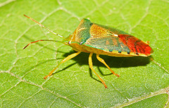 Acanthosoma denticaudum