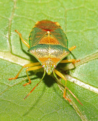 Acanthosoma denticaudum