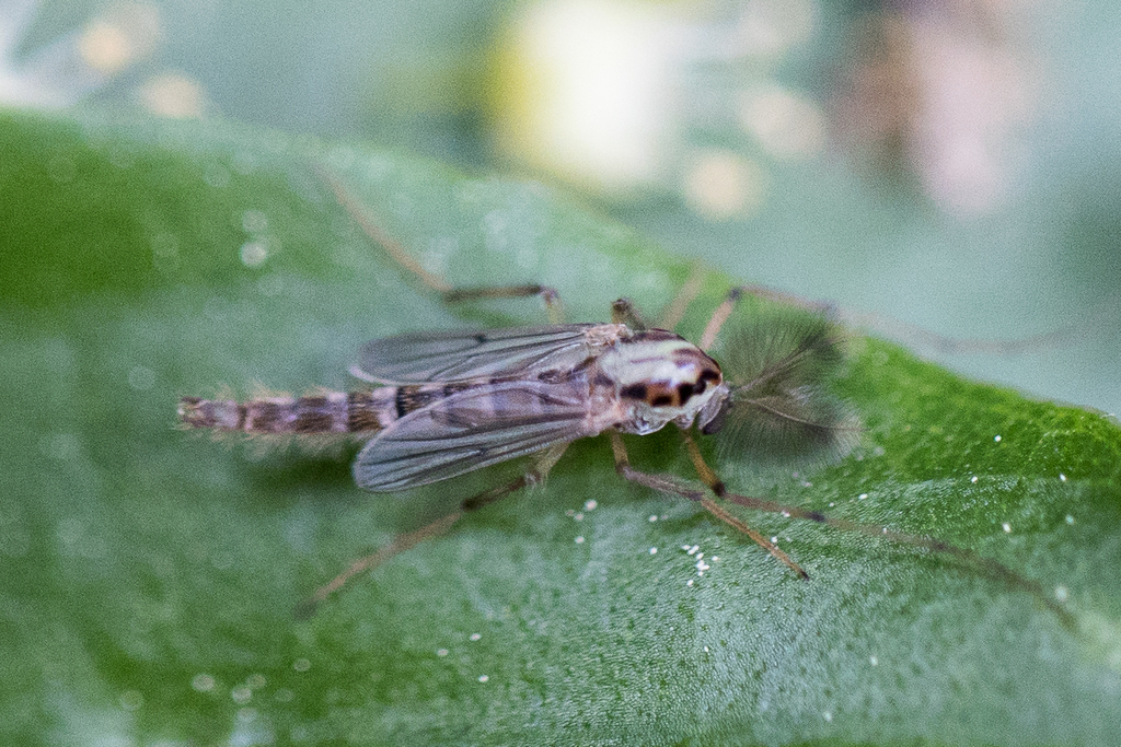 Goeldichironomus maculatus