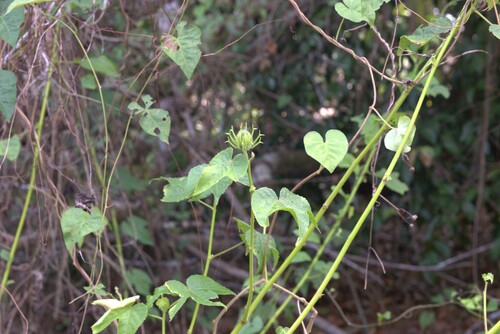 Fork-Bracted Rosemallow (Hibiscus bifurcatus)