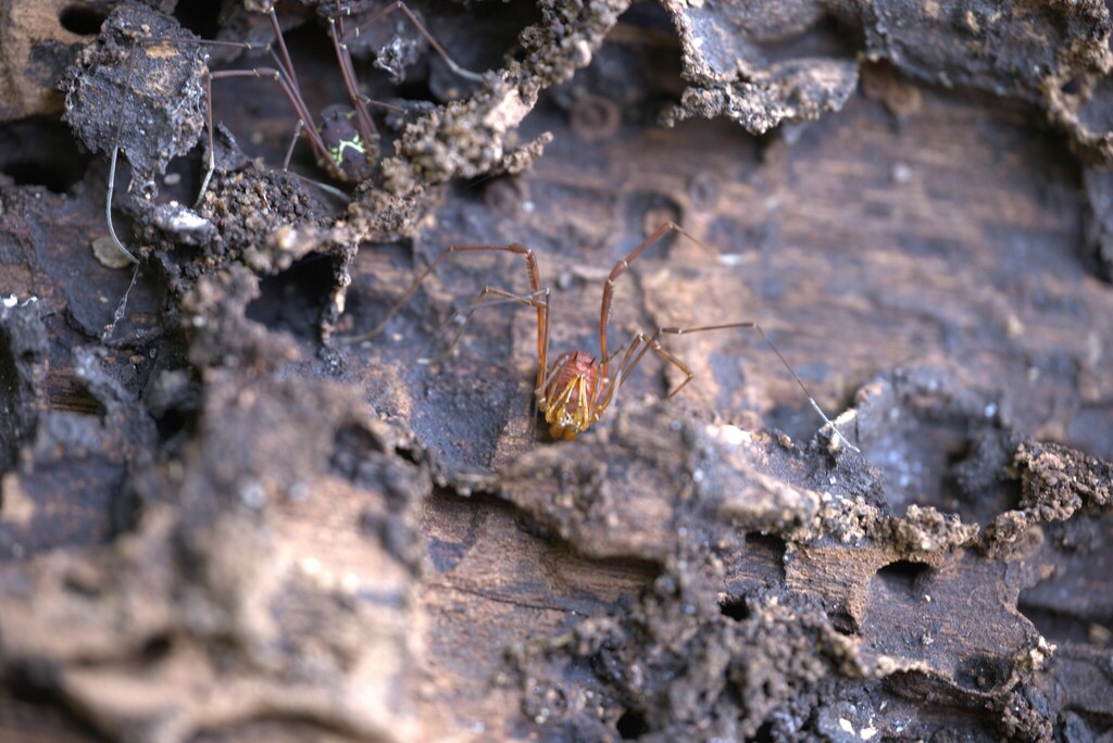 daddy longlegs