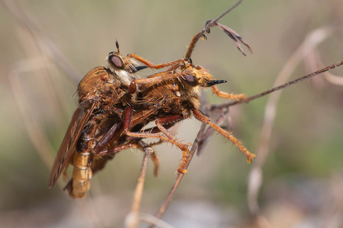 Hornet Robber Fly, photo 6 of 7