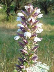 Acanthus spinosus