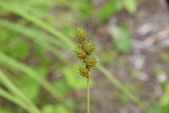 Carex brevior