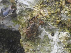 Parasesarma