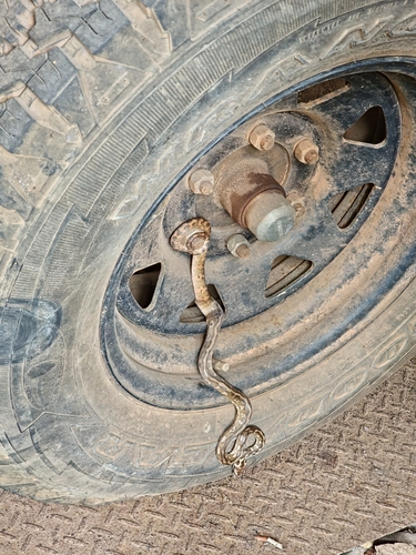 Darwin Carpet Python sighting