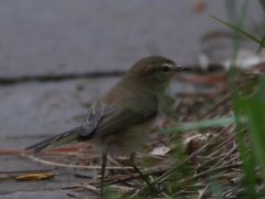 Phylloscopus sindianus
