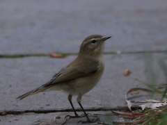 Phylloscopus sindianus