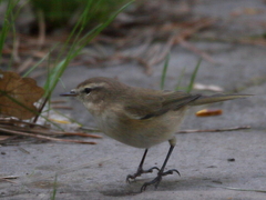 Phylloscopus sindianus