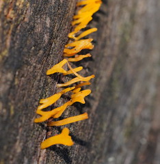 Calocera sinensis