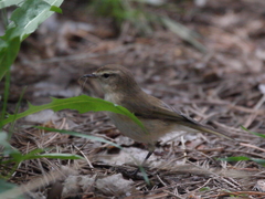 Phylloscopus sindianus
