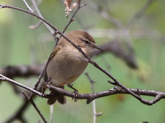 Phylloscopus sindianus