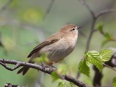 Phylloscopus sindianus
